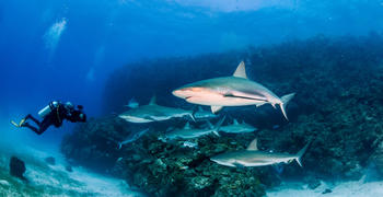 a fish swimming under water