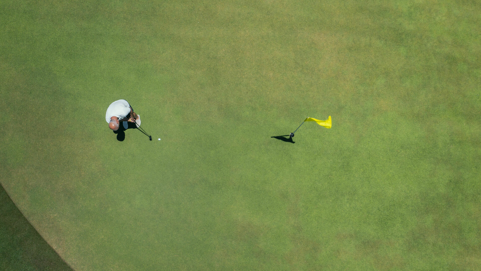 a bird flying over a field