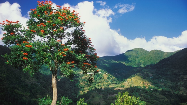 a tree with a mountain in the background