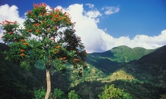 a tree with a mountain in the background