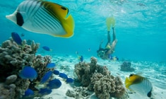 a fish swimming under water