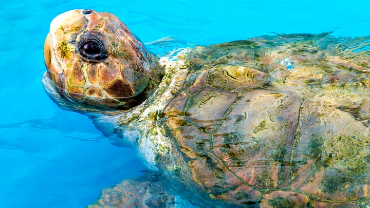 a turtle swimming under water