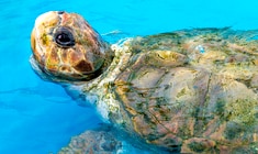 a turtle swimming under water