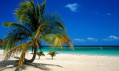 a beach with a palm tree