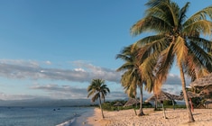 a group of palm trees next to a body of water