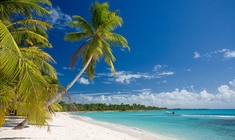 a group of palm trees on a beach near a body of water