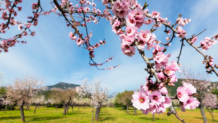 un árbol con flores rosas en un campo