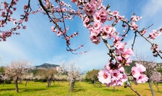 un árbol con flores rosas en un campo