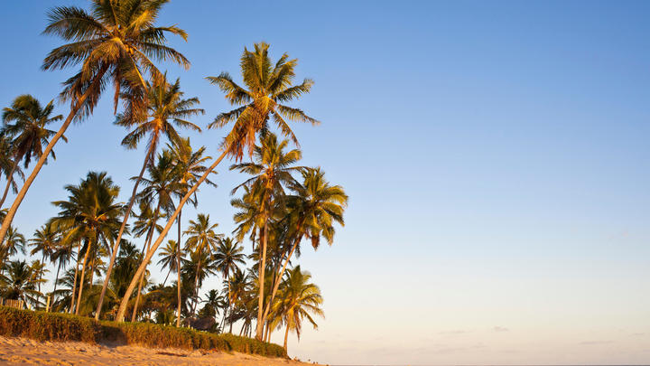 a beach with a palm tree