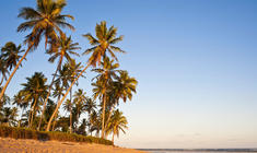 a beach with a palm tree