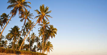 a beach with a palm tree