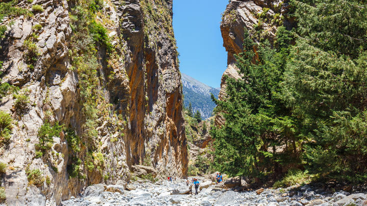 un grupo de personas en un bosque con la garganta de Samariá en el fondo