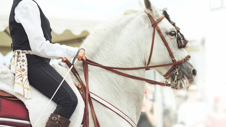 un primer plano de un caballo