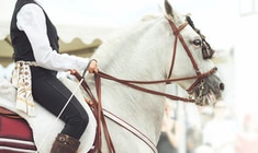 un primer plano de un caballo