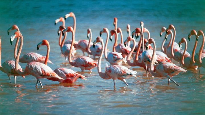 a flock of seagulls standing next to a body of water