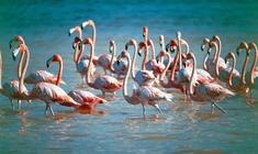 a flock of seagulls standing next to a body of water