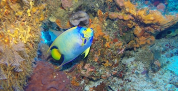 a colorful fish