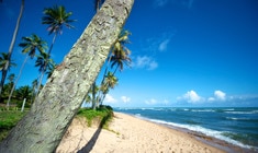 una playa con palmeras