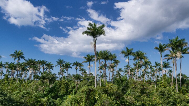 a group of palm trees next to a tree