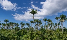 a group of palm trees next to a tree