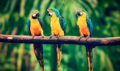 a colorful bird perched on a tree branch