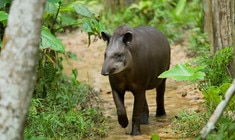 a baby elephant walking in the grass