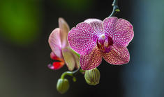 a close up of a flower