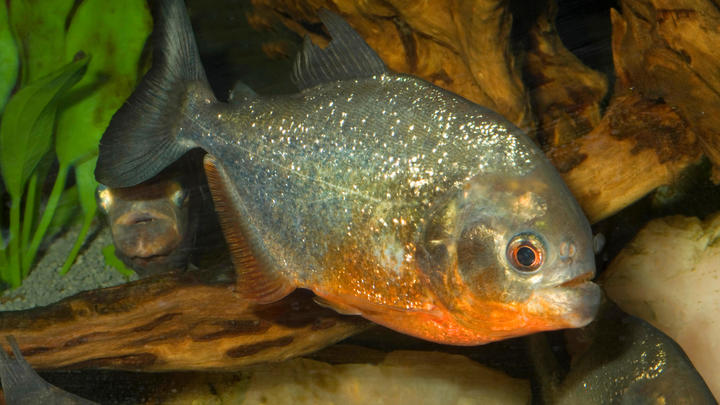 a fish swimming under water