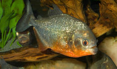 a fish swimming under water