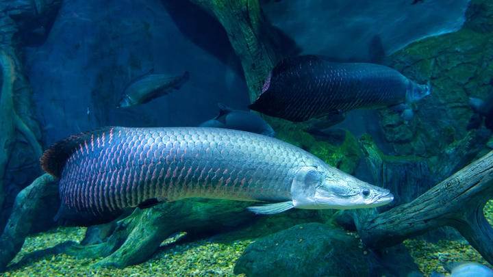 a fish swimming under water