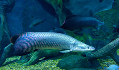 a fish swimming under water