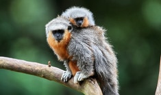 a monkey sitting on a branch