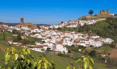 un rebaño de ovejas de pie en la parte superior de un campo cubierto de hierba