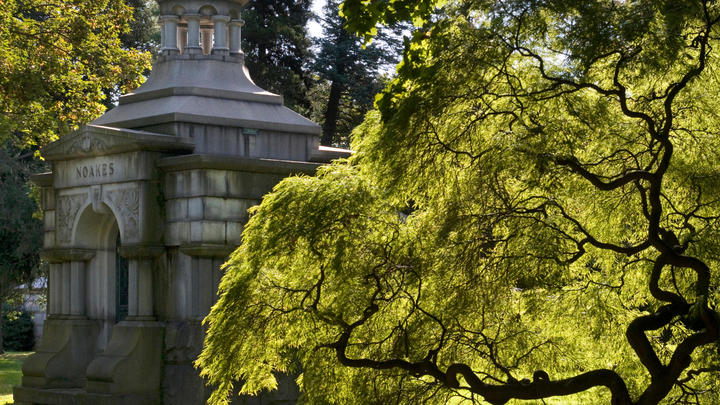 un gran árbol en un bosque