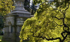 un gran árbol en un bosque