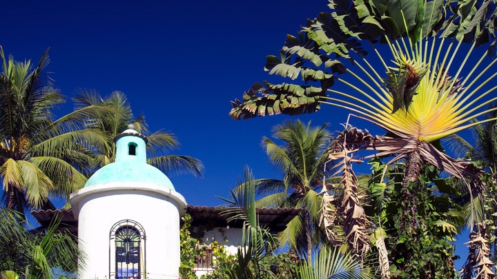 a group of palm trees on the side of a building