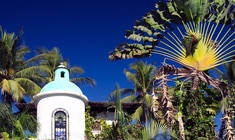 a group of palm trees on the side of a building