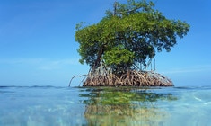 a tree next to a body of water