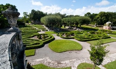 a green plant in a garden