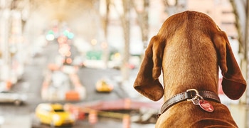 un caballo marrón de pie junto a un edificio