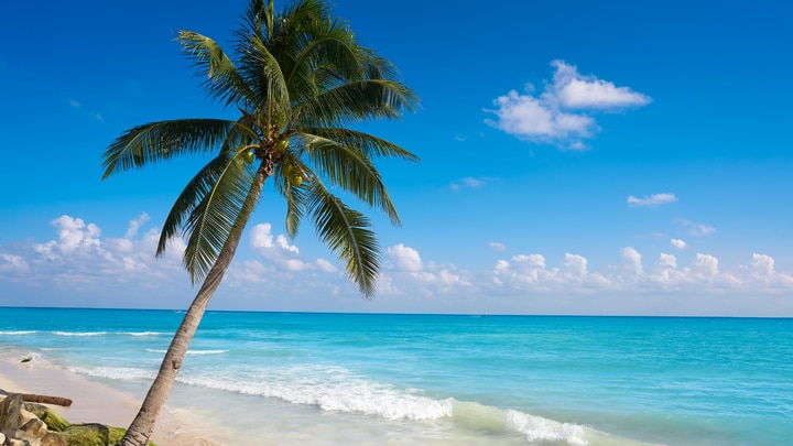 a beach with a palm tree