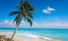 a beach with a palm tree