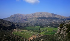 a herd of sheep grazing on a lush green field