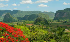 a large green field with a mountain in the background