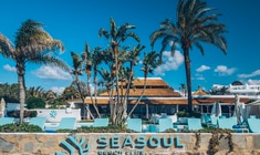 eine Gruppe von Palmen neben einem Baum