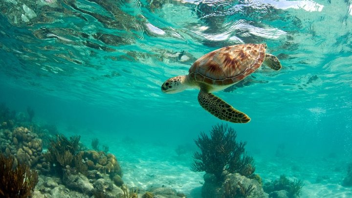 eine Schildkröte, die unter Wasser schwimmt