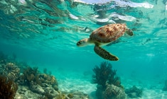 eine Schildkröte, die unter Wasser schwimmt