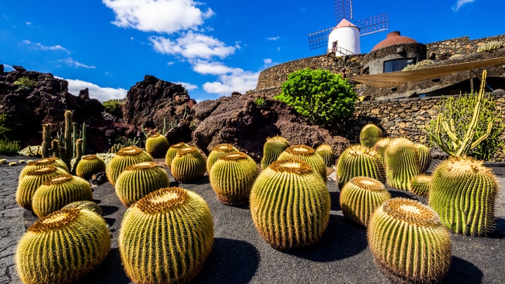 a close up of a cactus