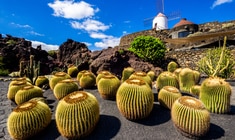 a close up of a cactus