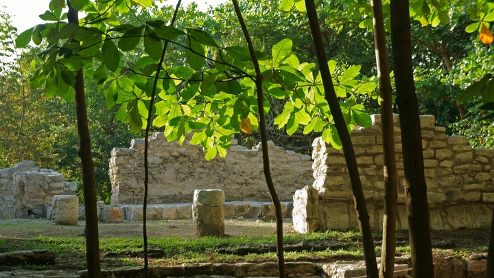 a close up of a tree